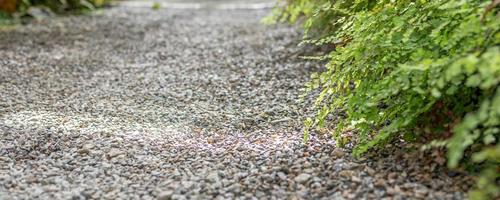 green fern plant leaves with pathway in the garden photo