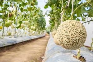 Fresh green Japanese cantaloupe melons plants growing in organic greenhouse garden photo