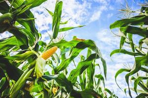crecimiento de la mazorca de maíz en el campo agrícola al aire libre con nubes y cielo azul foto