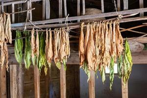 plantas de tabaco secas en una línea foto