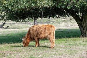 ganado escocés de las tierras altas en el pasto foto