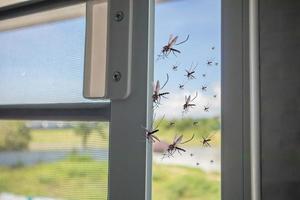 muchos mosquitos volando a la casa mientras se abría la red de insectos foto