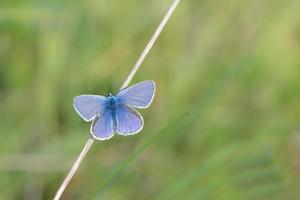 A small bluebird sits on a dry branch. The background is green. The butterfly has opened its wings. photo