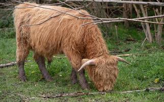 A hairy Scottish Highland Cattle stands in a short meadow, under bare branches of a tree, searching for grass. Feet are full of mud. photo