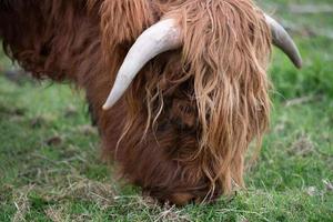 retrato de un ganado peludo de las tierras altas escocesas forrajeando en un prado verde al aire libre. puedes ver la cabeza marrón de lado, un ojo y los cuernos. foto