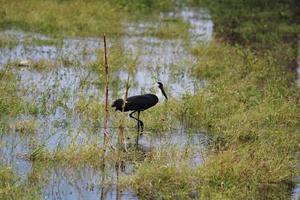 cigüeña de cuello lanudo en el río krishna, kolhar, vijayapura. foto