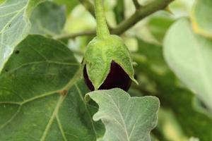 The Young Eggplant photo