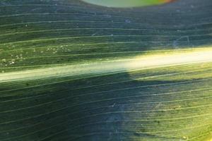 Sorghum Bicolor Leaf. photo