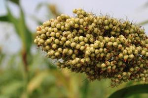 cabeza de grano de sorgo. foto