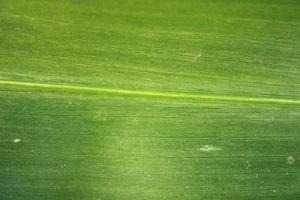 Sorghum Bicolor Leaf. photo