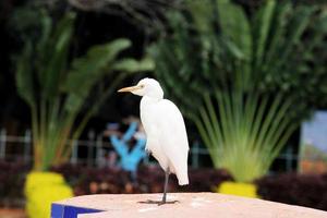 Eastern Great Egret Bird photo