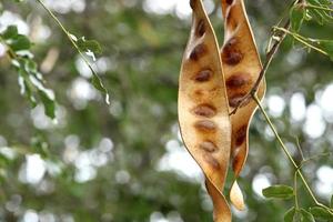 vainas de semillas colgando del árbol. foto