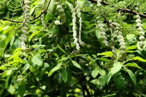 Vachellia Nilotica Pods. photo