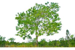 árboles de eucalipto que crecen bien en zonas áridas. El eucalipto es un árbol tolerante a la sequía. foto