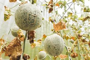 Planting melons that have withered due to lack of water and disease outbreaks. food shortage concept food crisis photo