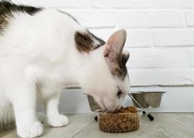 gato comiendo comida seca. animal doméstico hambriento. foto