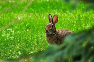 Eastern cottontail rabbit hides between an evergreen tree photo
