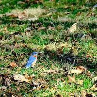 Eastern bluebird in afternoon sunlight calmly on the ground photo