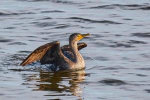 cormorán de doble cresta extiende sus alas en una noche de Mississippi foto