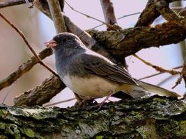 Dark eyed junco on tree branch with food on beak photo