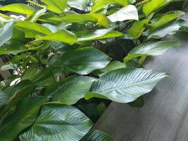 green leaf and a wooden surface on the garden photo