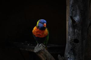 Primer plano de un colorido loro muy hermoso donde se posan en un tronco foto