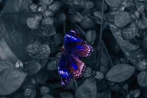 Closeup beautiful butterfly in a summer garden photo