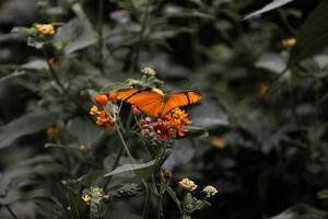 primer plano hermosa mariposa en un jardín de verano foto