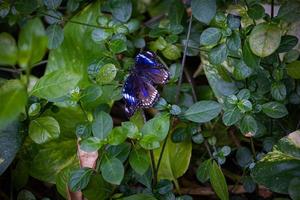 primer plano hermosa mariposa en un jardín de verano foto