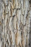 Old wooden tree bark texture photo