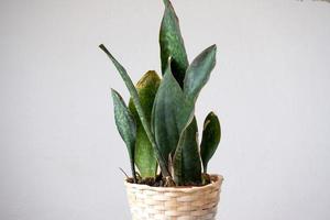 Problems of growing sansevieria, fungus on leaves, infection, yellow leaves, root rot. Plant rescue, treatment of diseases of potted plants. photo