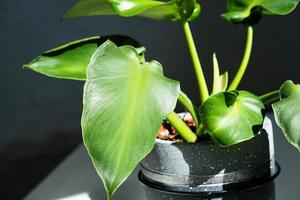 Philodendron Rugosum close-up in the interior. Houseplant Growing and caring for indoor plant photo