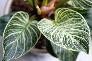 Houseplant philodendron Birkin on the windowsill by the window. Growing and caring for indoor plant photo