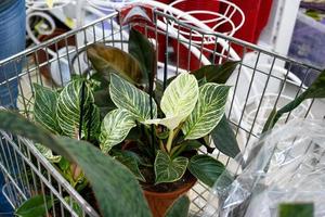 Potted plants in a flower shop cart - purchase of home plants for cultivation and care, as a gift photo