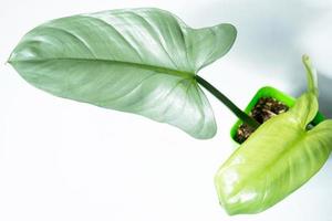 Philodendron Silver Queen close-up in the interior. Houseplant Growing and caring for indoor plant photo