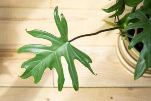 Philodendron Mayo in the interior of the house. Carved leaves of a houseplant in a pot. Care and cultivation of tropical plants, green house photo