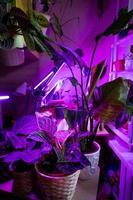 Growing indoor plants with artificial lighting with an ultraviolet lamp. photo