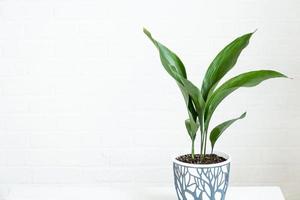 A new sprout of aspidistra close-up. A houseplant with stiff leaves and growing out of the ground. photo