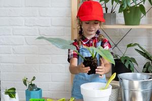 Girl transplants a potted houseplant philodendron into a new soil with drainage. Potted plant care, watering, fertilizing, hand sprinkle the mixture with a scoop and tamp it in a pot. Hobby photo