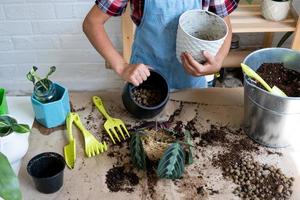 Girl replant a potted houseplant Maranta into a new soil with drainage. A rare variety Marantaceae leuconeura Massangeana Potted plant care, hand sprinkle the mixture with a scoop and tamp photo