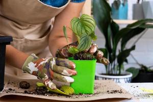 Transplanting a home plant rare Philodendron Mamei into a new pot. A woman plants a stalk with roots in a new soil. Caring and reproduction for a potted plant, hands close-up photo