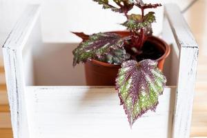 Home potted plant begonia decorative deciduous in the interior of the house. Hobbies in growing, caring for plants, greenhome, gardening at home. photo