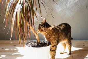 The cat sniffs and nibbles the house plant dracaena in the interior. Damage to a potted plant by a pet, danger of poisoning by poison for a pet photo