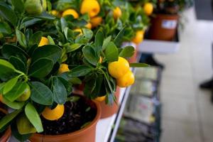 Tangerine tree in a flower pot with fruits on the shelf of a flower shop. Indoor plant tangerine, buy as a gift, growing at home photo