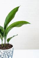 A new sprout of aspidistra close-up. A houseplant with stiff leaves and growing out of the ground. photo