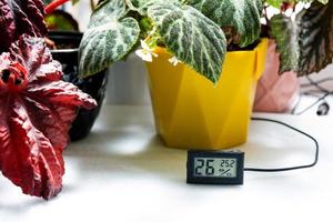 Humidity and temperature sensor for proper care of plants at home. Begonia decorative deciduous in the interior of the house. Hobbies in growing, caring for plants, greenhome, gardening at home. photo