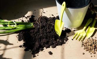 An earthen lump of a potted plant with healthy roots. Transplanting and caring for a home plant, rhizome, root rot photo