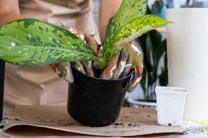 trasplantar una planta casera rara escama de dragón diffenbachia a una maceta nueva. una mujer planta un tallo con raíces en un suelo nuevo. cuidado y reproducción de una planta en maceta, primer plano de las manos foto