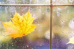 A yellow dry maple leaf stuck to the wet glass of the window with raindrops. Autumn mood, weather forecast photo