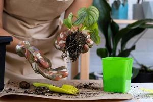 Transplanting a home plant rare Philodendron Mamei into a new pot. A woman plants a stalk with roots in a new soil. Caring and reproduction for a potted plant, hands close-up photo